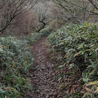 登山道の様子
雨降ったのか、落葉がグジュグジュに濡れていた
