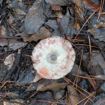 🍄‍🟫ほぼ実寸