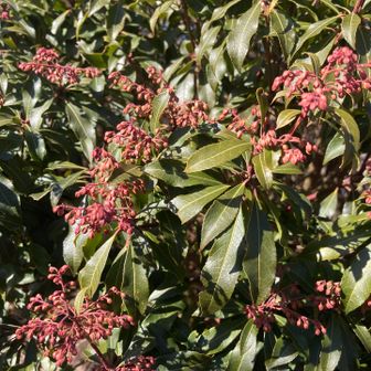 アセビは、まだ蕾です。