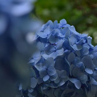 紫陽花は、ブルー🩵が好き