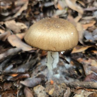 ツヤツヤ光沢があって綺麗
コテングタケモドキ？
