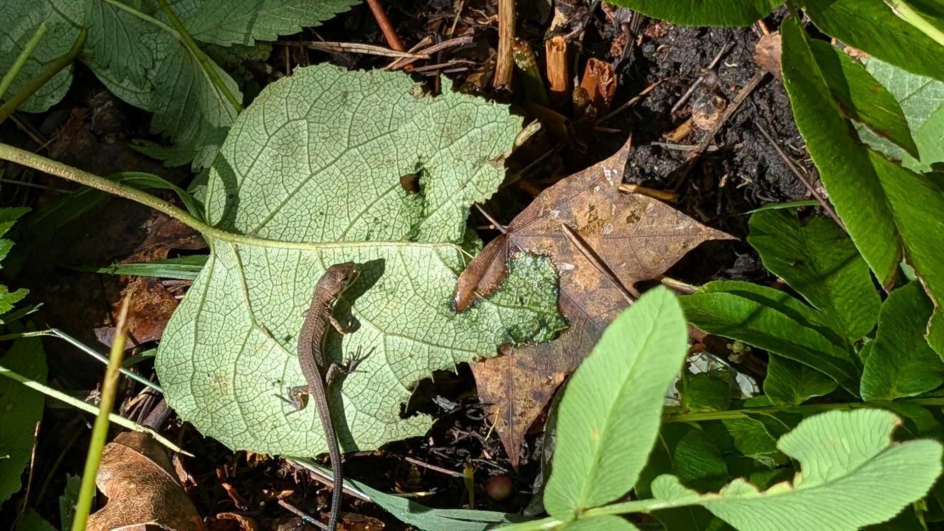 お食事中🦎