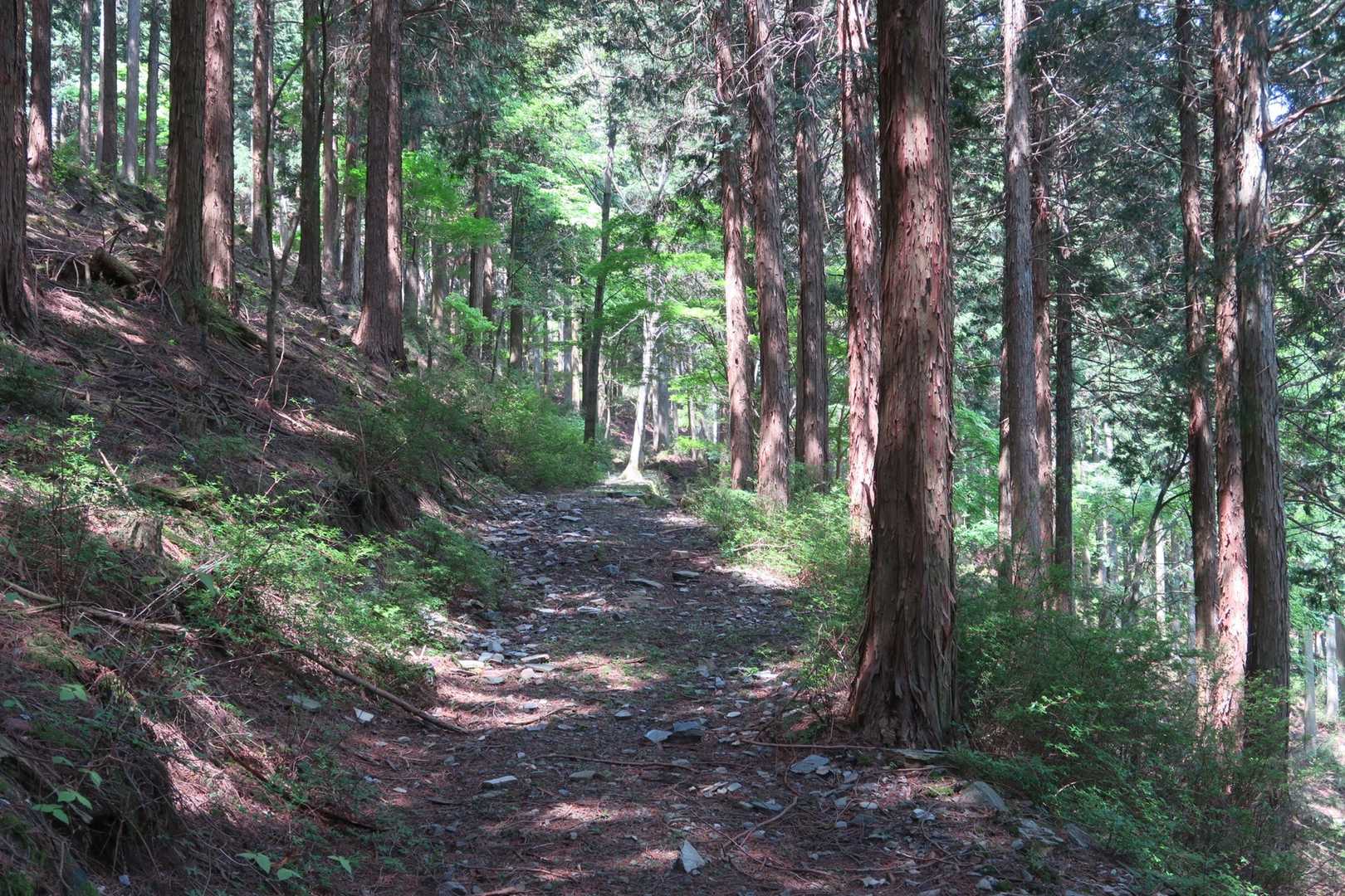 車道ではなく山道を歩く