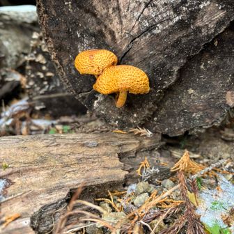 本日のきのこ🍄‍🟫
カリカリだね