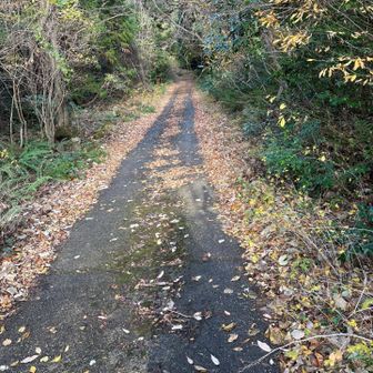 林道をさっさと戻ります。