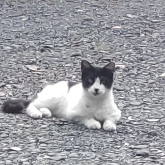 可愛いハチワレ