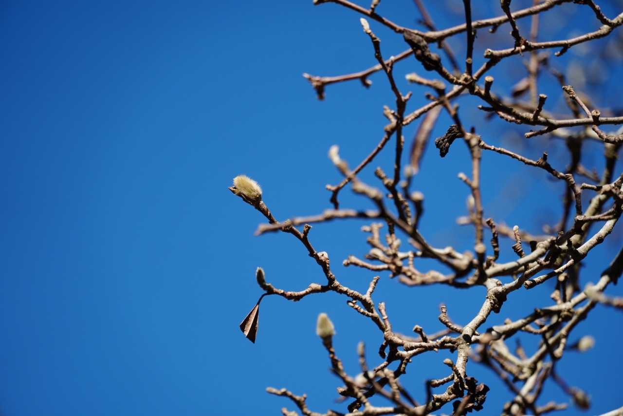 木蓮か何かの花芽が、青空にフサフサしてました。