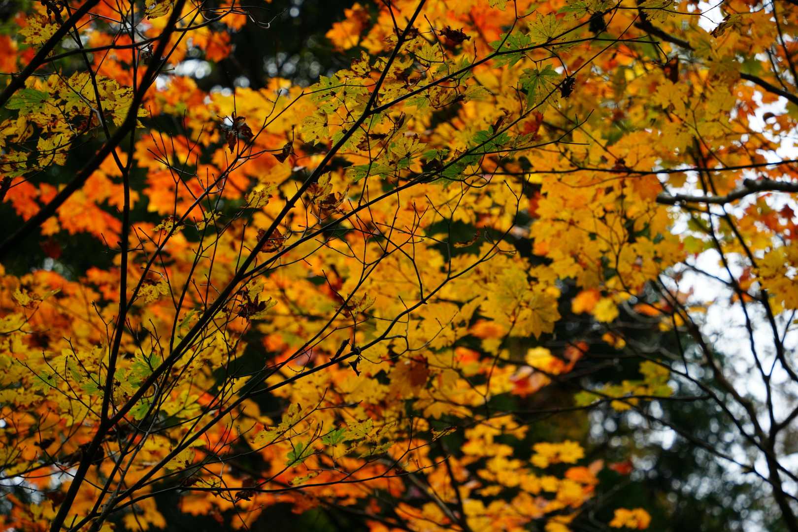 紅葉も始まってます。