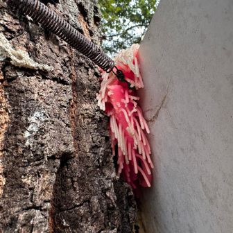 看板の後ろにも…知ってたら教えてください💦