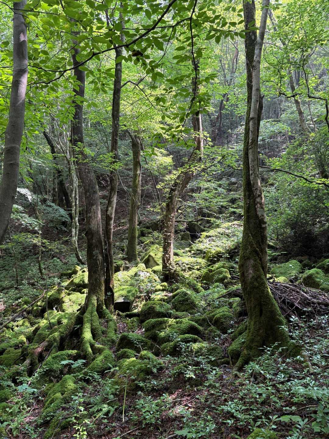 御前岳登山口-御前岳-釈迦岳-釈迦岳-矢部越登山口 縦走コースの写真
