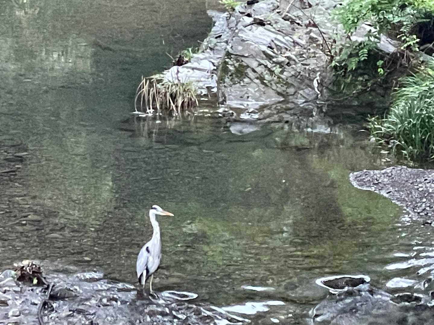 シロサギがいた！