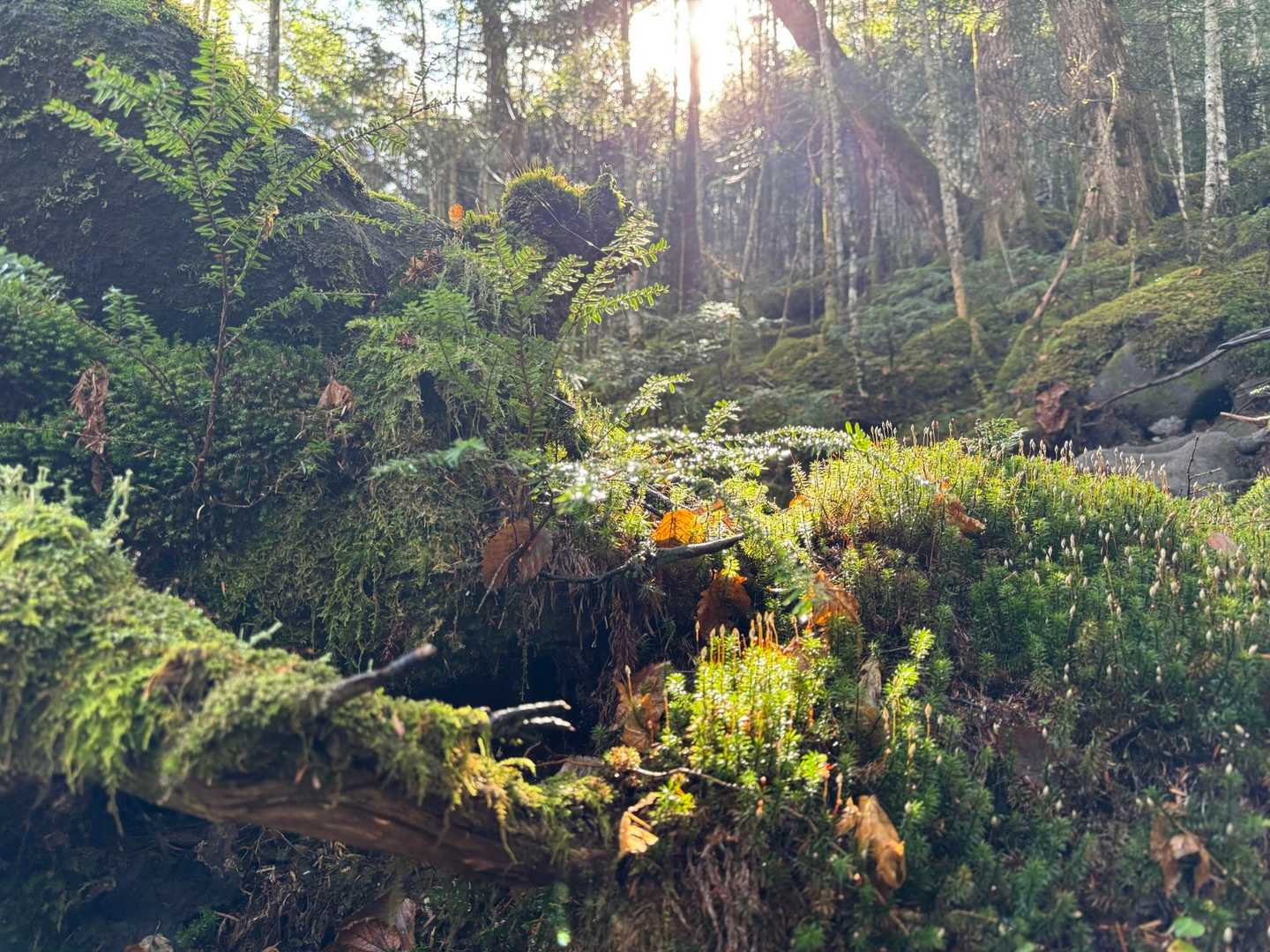 麦草峠-丸山 周回コースの写真