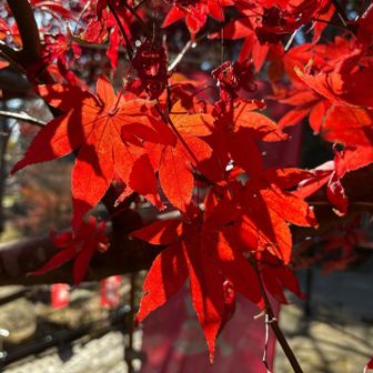 紅葉🍁が綺麗‼️