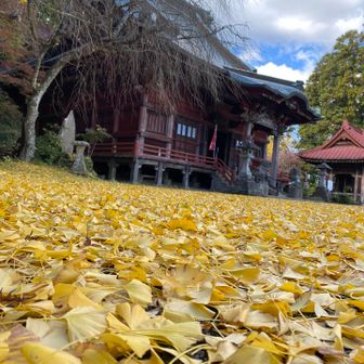 イチョウの落ち葉と大山不動尊本堂