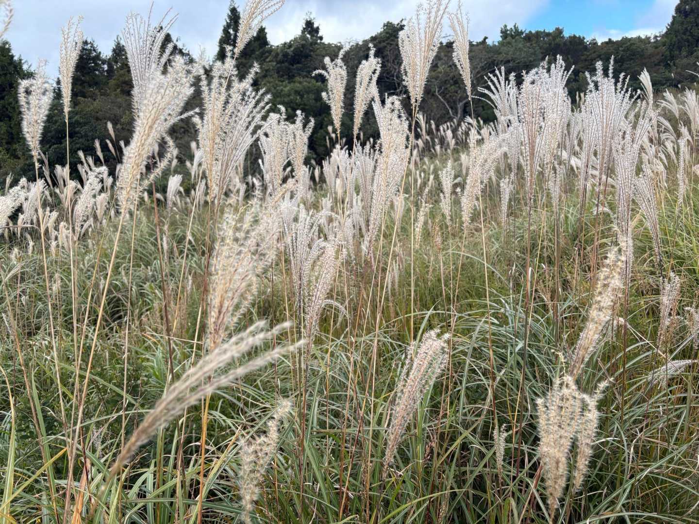 ススキどこを撮っても画になる✨
山頭火か牧水にでもなった気分で歩きます