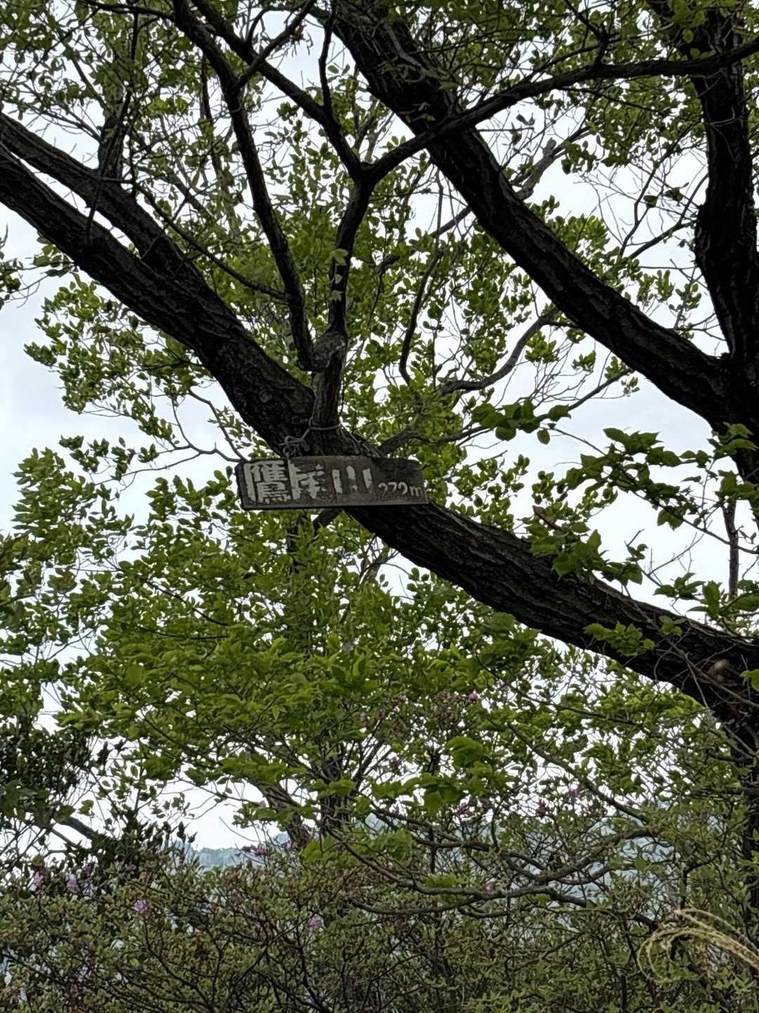 芦屋川駅-鷹尾山-荒地山 周回コースの写真