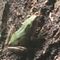 かえる