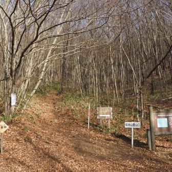 明るい雑木林といった感じですが…