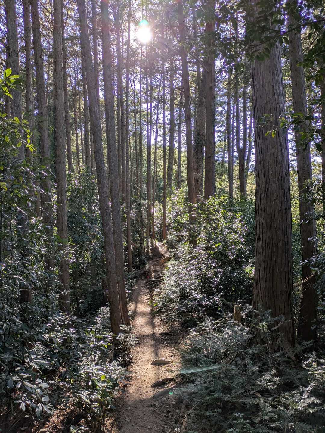 木漏れ陽キラキラ✨️