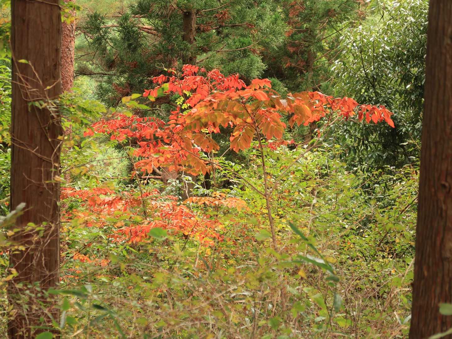 🍁