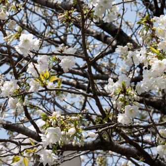 「浄池廟」にも千原桜
ヤマザクラの変種で、ソメイヨシノよりも花弁が大きく、純白で、一枝に一重と八重が咲くのが特徴とのこと