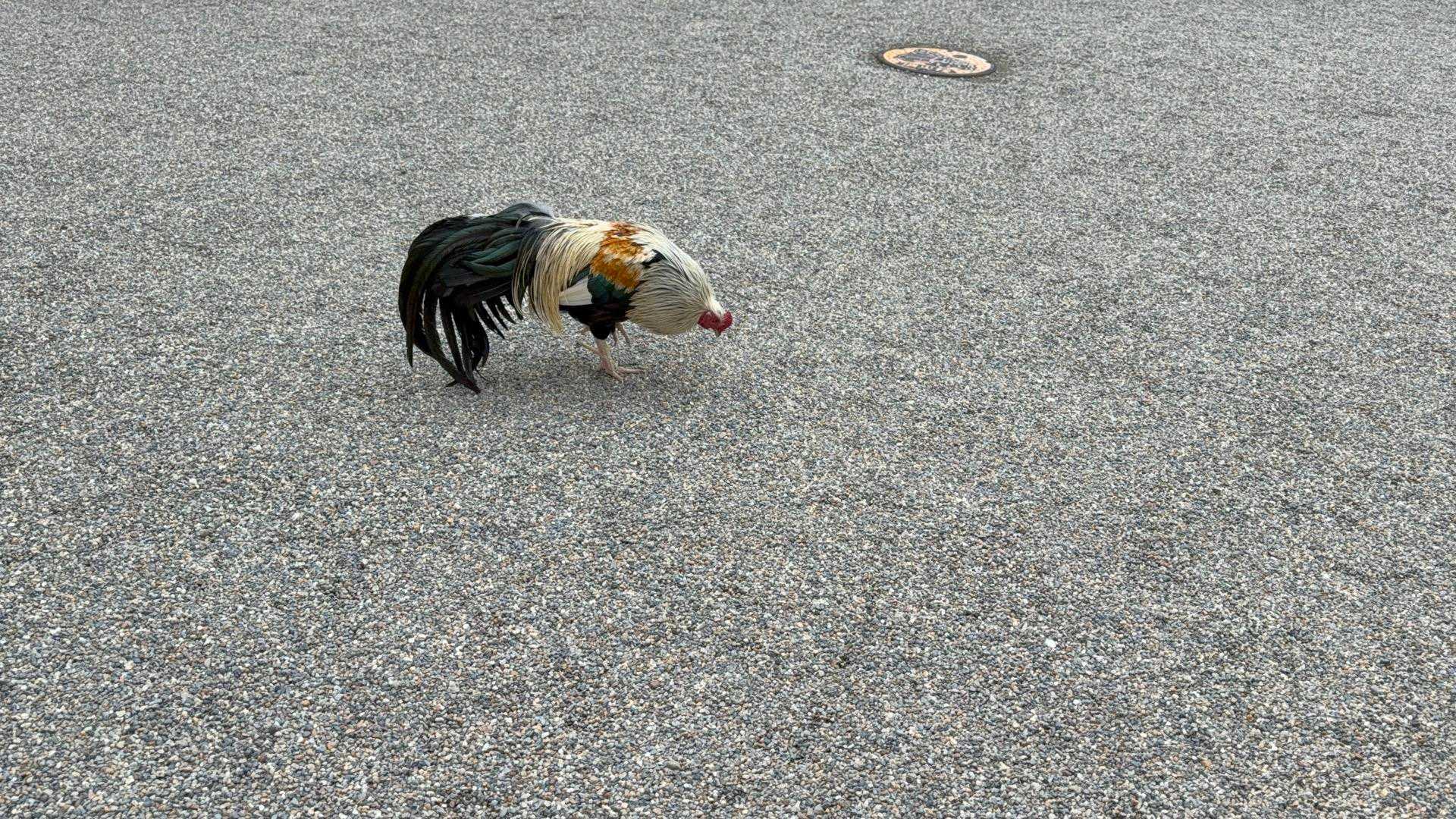 石上神宮に戻ってきて、鶏さんにご挨拶