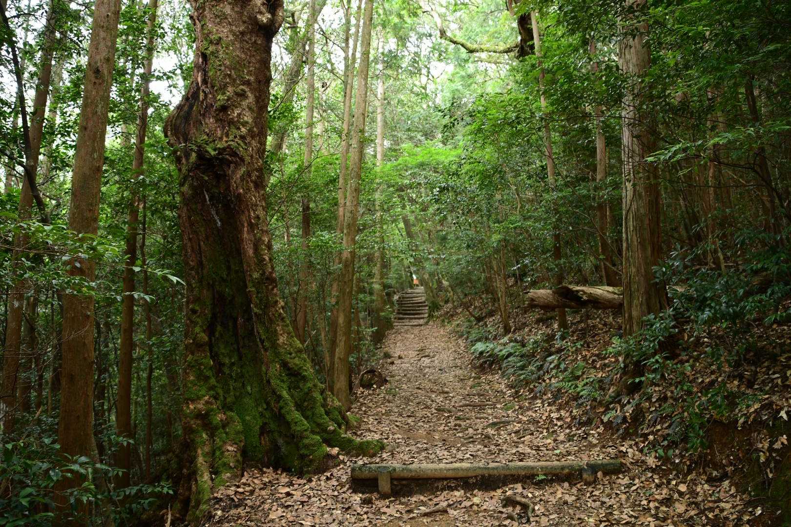 曇ってるせいか暑くはないです