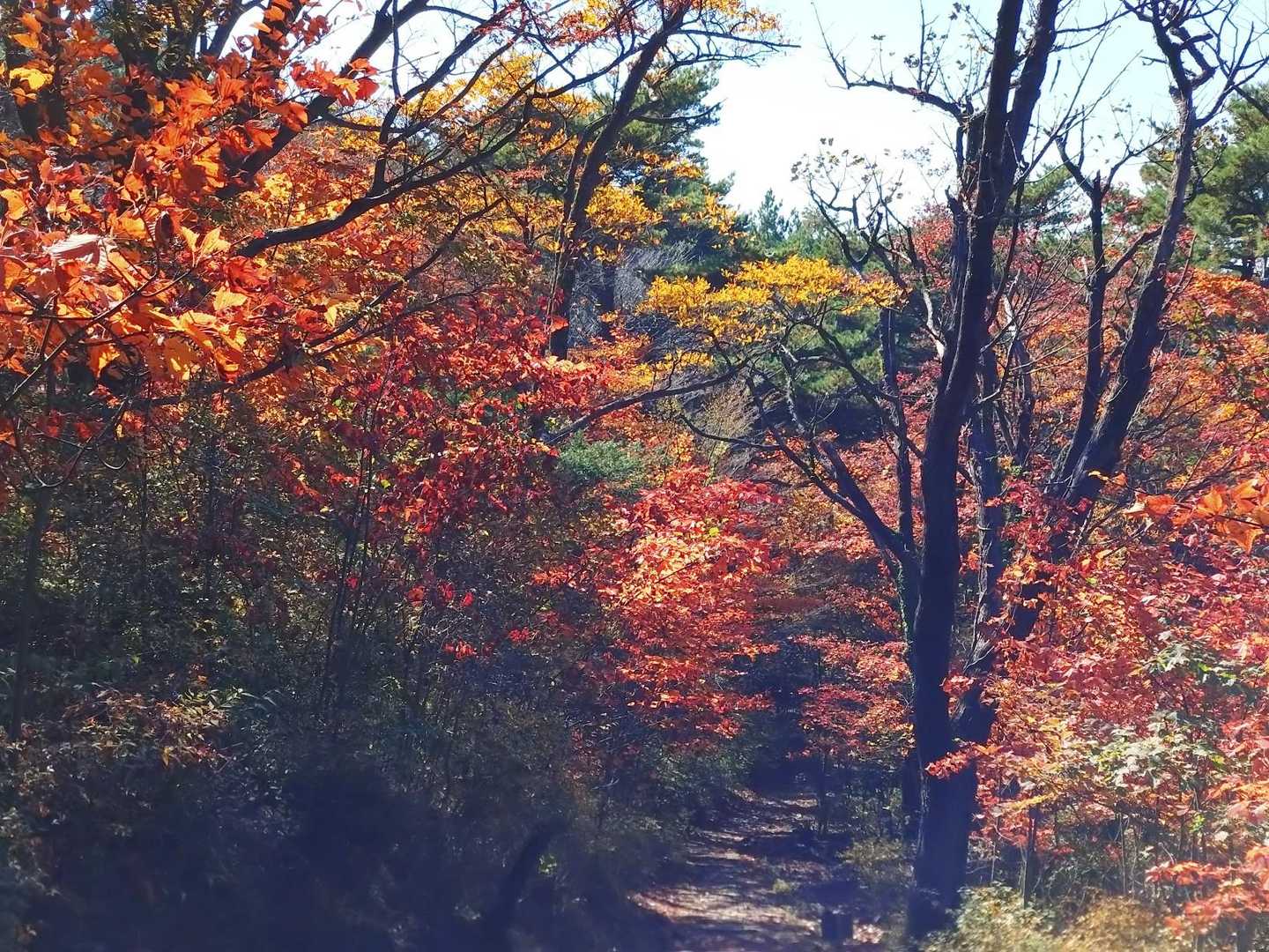 🍁🍁🍁無事下山🐸