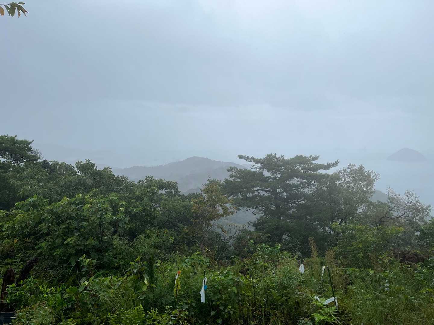 左は佐賀関方面
右にうっすら津久見島
真ん中は妙見様あたりなのかな