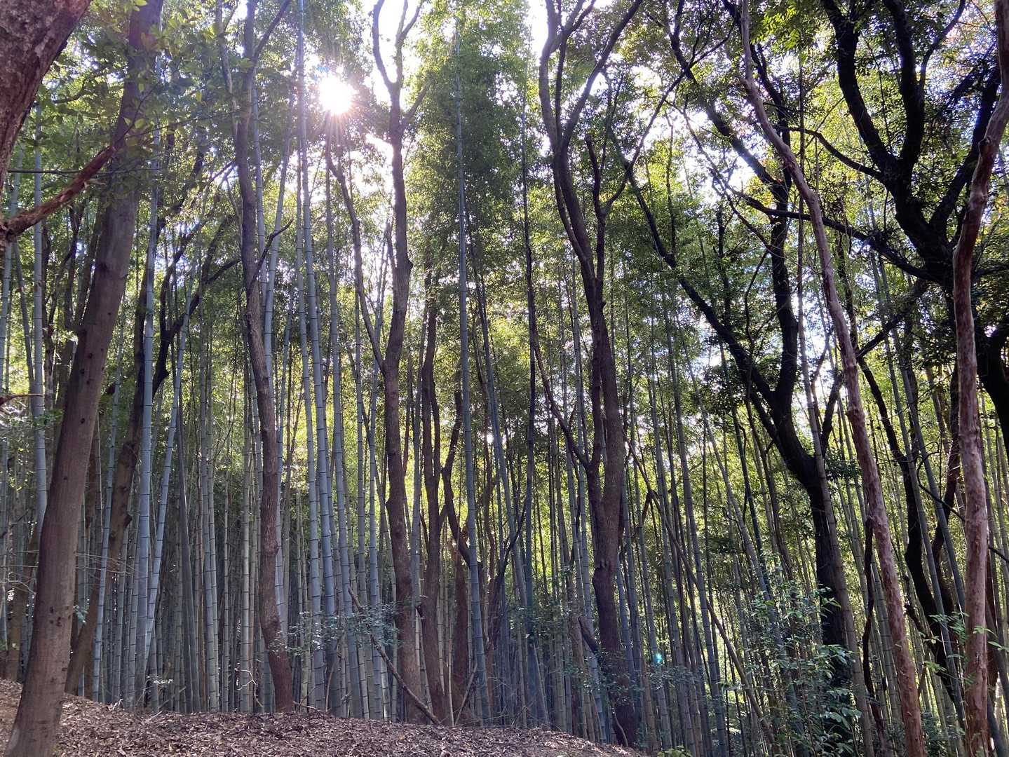 綺麗な竹林もありました🍃