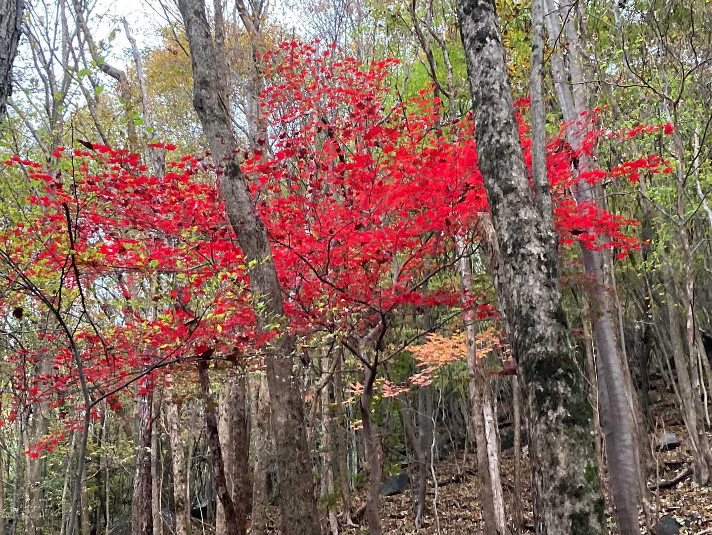 登りはじめは綺麗な紅葉が🍁