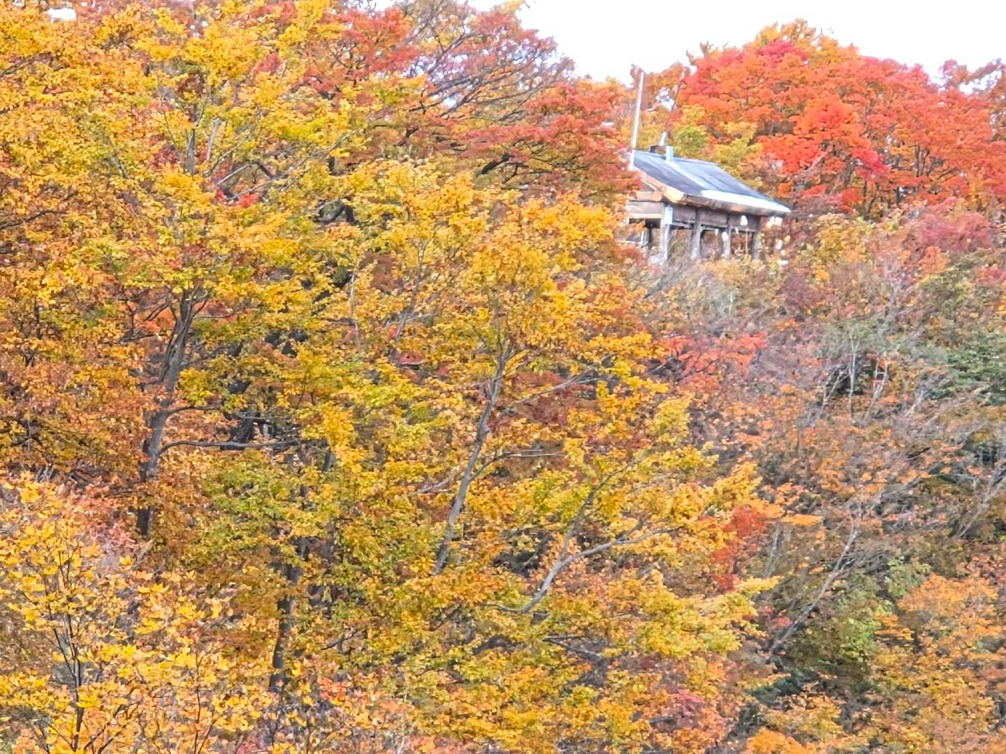 紅葉🍁の中､遠方に鋲ヶ岳山頂展望台のあずまやが見えますね。