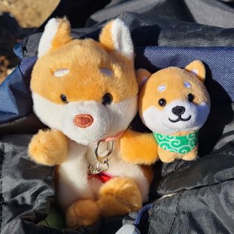 お出掛け大好きだった愛娘「はる」と、いつも一緒に🐕 🐶🐾❤