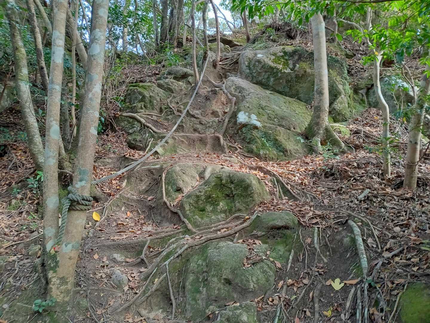 青螺山の登りよりは緩め・・・。