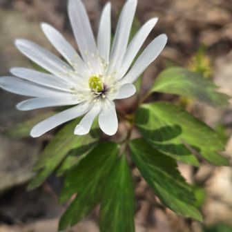 キクザキイチゲ
今見頃でいろんな場所で咲いているのを見かけます🤍