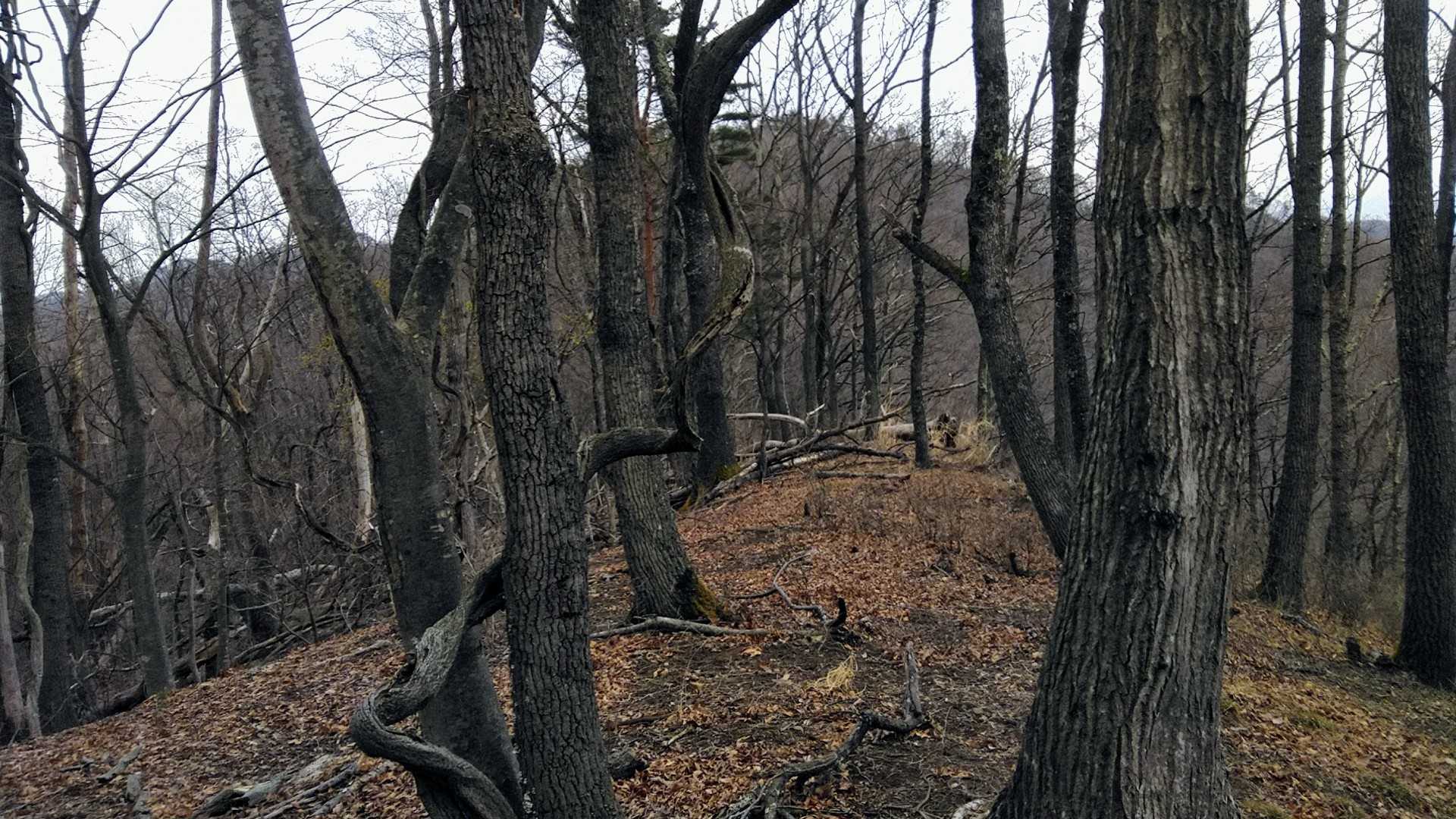 山地は木立に囲まれ展望皆無です
奥のピークは・800か？