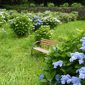 紫陽花畑到着！
ベンチ置かれてる！