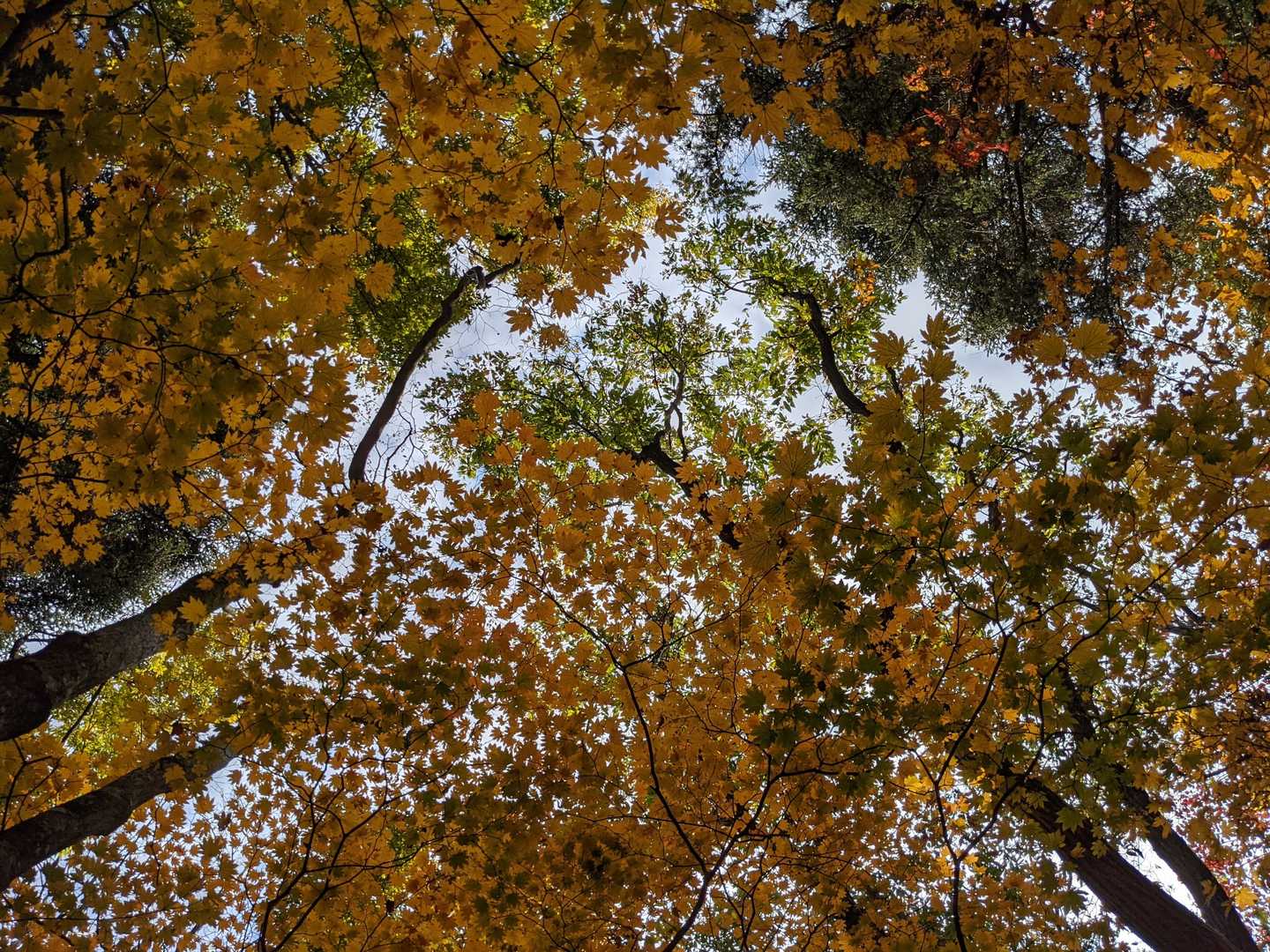 いや！素晴らしい!🍁🍁🍁🍁🍁🍁