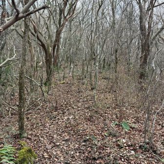 雑木の中を進む。