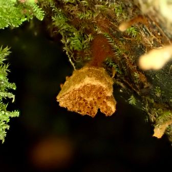 蜂の巣のようなキノコ🍄‍🟫
ヒメカイメンタケ というのが1番近いかも。