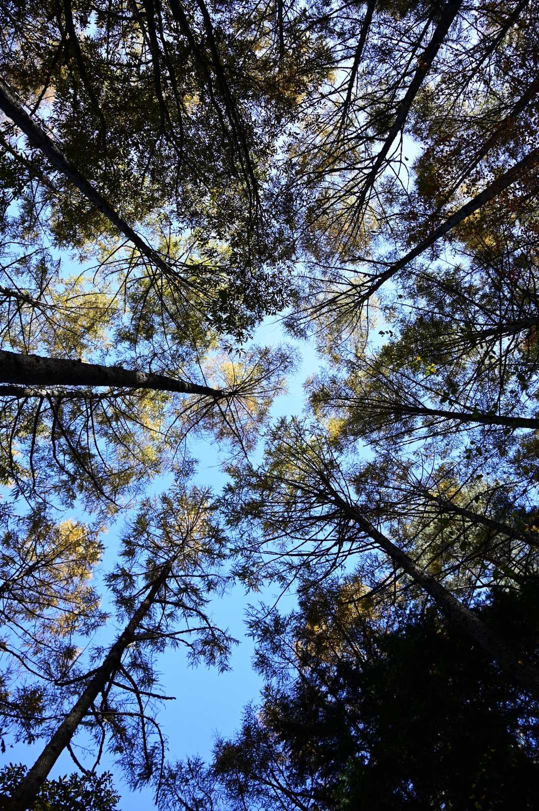 横山登山口-鳩吹山 往復コースの写真