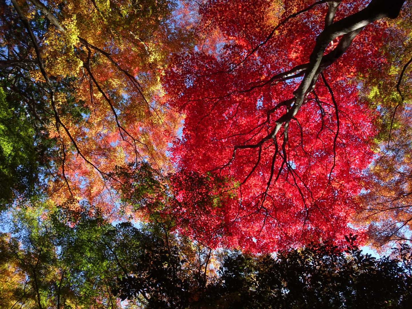 JR元町駅-地下鉄　県庁前駅-諏訪神社参道-諏訪神社-大龍 縦走コースの写真