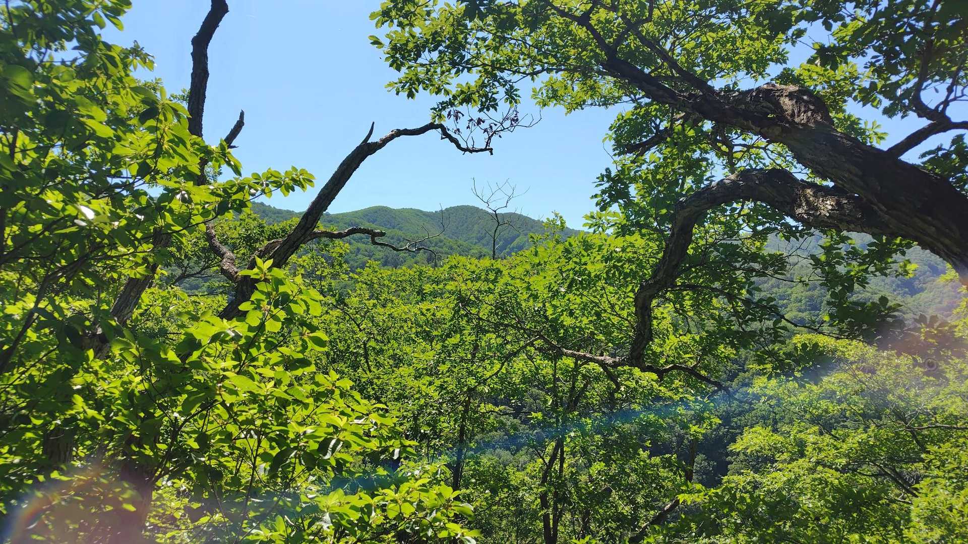 森の中から大きな山が、あれが豪士山かな？ロックオンです！
（しかしこの山セミの鳴き声がすごいなぁ）