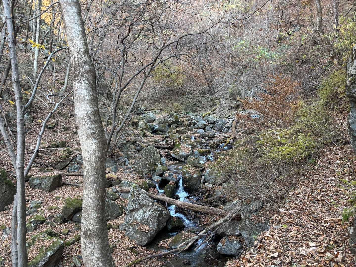 鷹ノ巣山 往復コースの写真