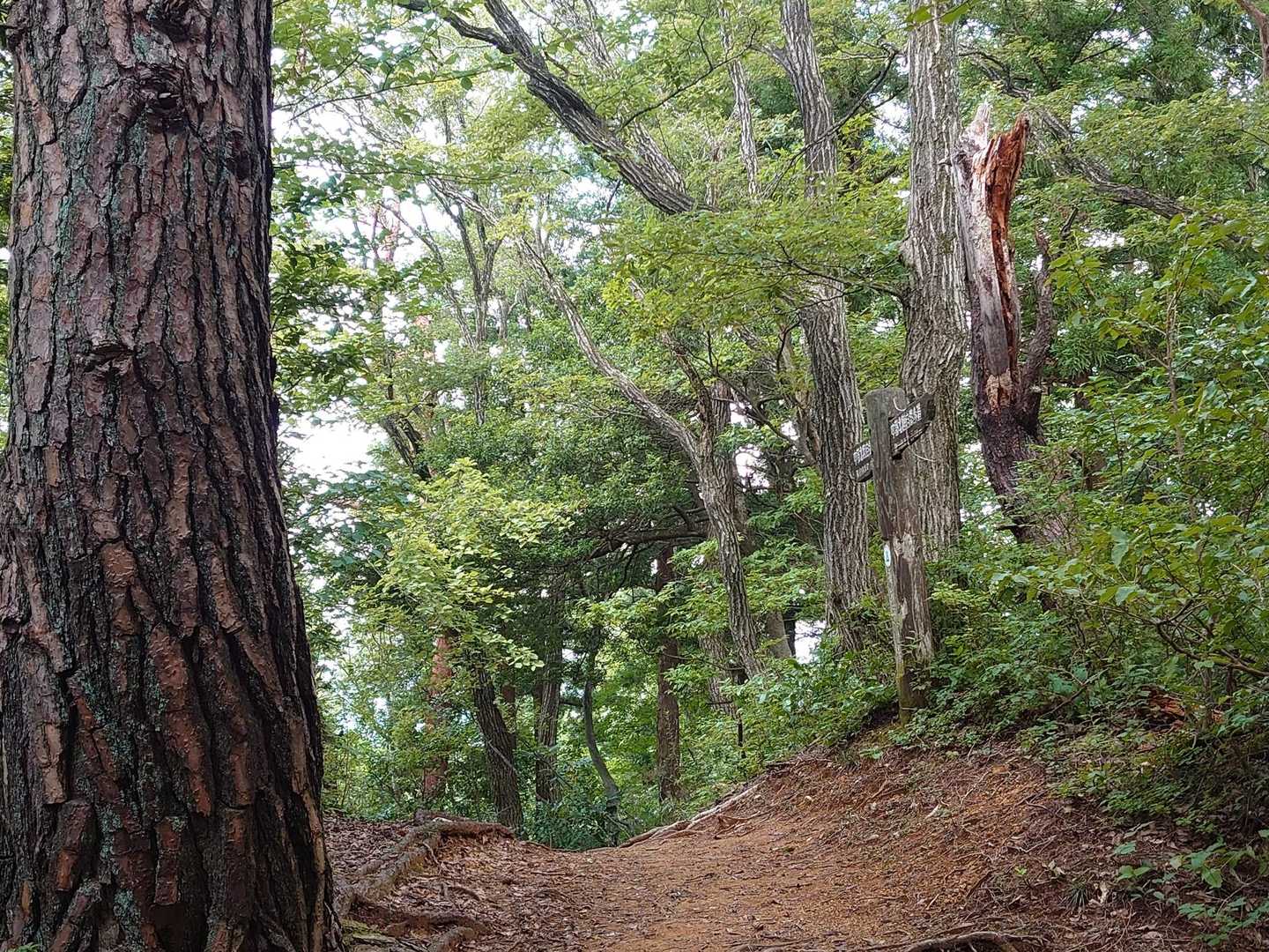あっ! この感じ良いかも。今まではスルー。