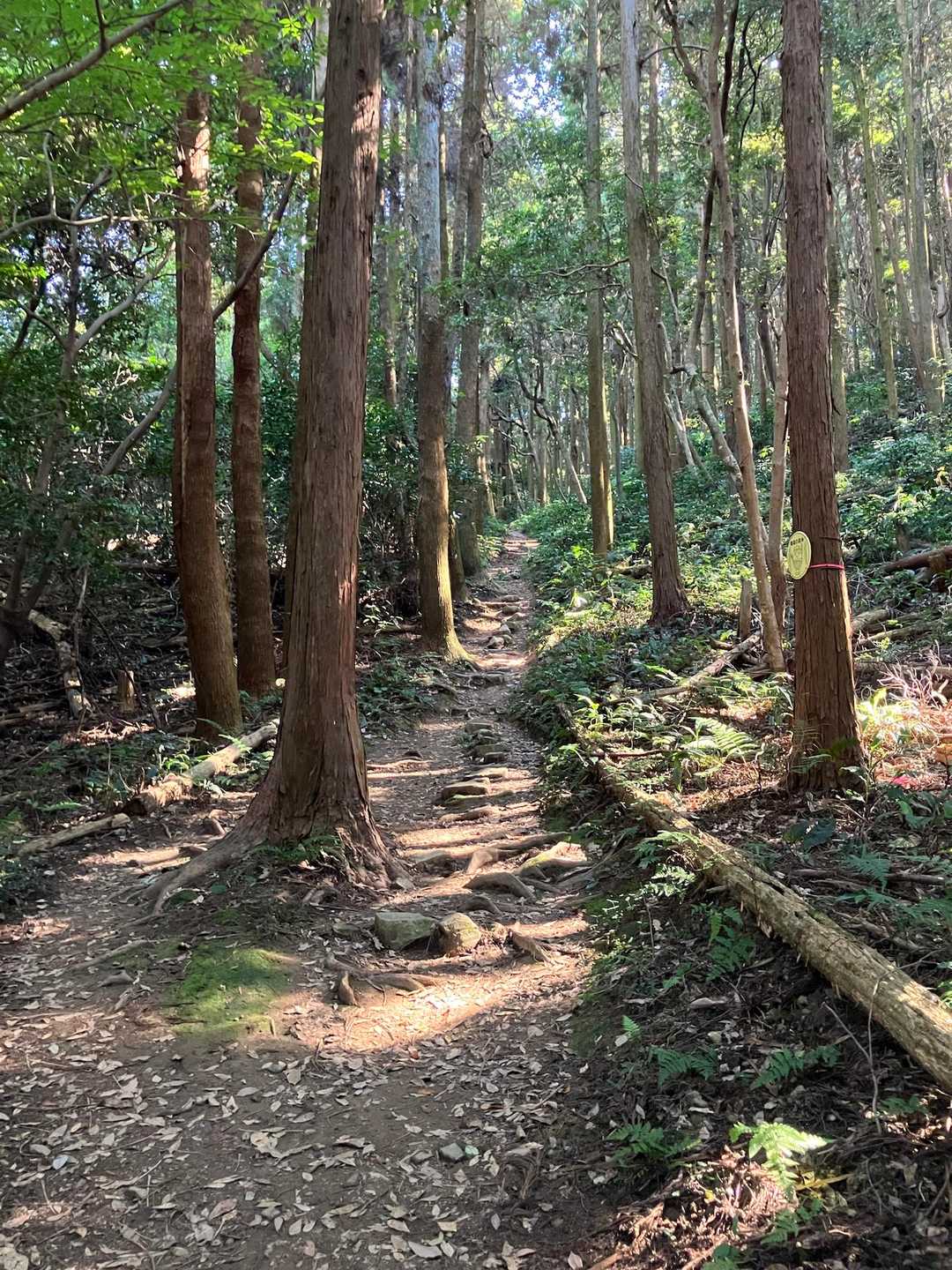 歩きやすい🤭一安心👍