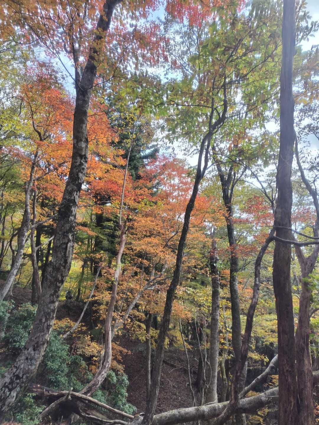 沢谷峠-東雨乞岳 往復コースの写真