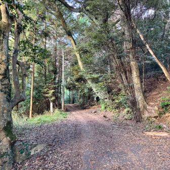 林道を登ります