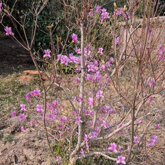 ミツバツツジ🌸