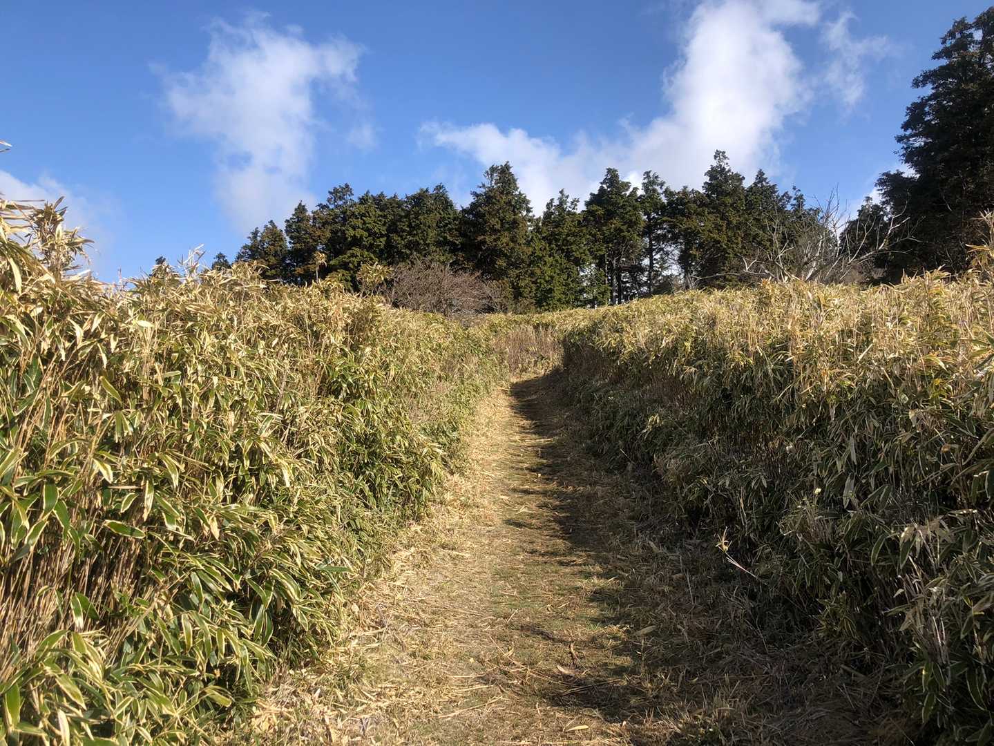 ＜伽藍山（がらんざん）付近：867.5m＞整備された背丈以上の熊笹の道。恐らく、この写真の近くに三角点があるはず。。通り過ぎてしまい、ショックで伽藍山の山名板を撮ることも忘れ、ダブルショック…💦